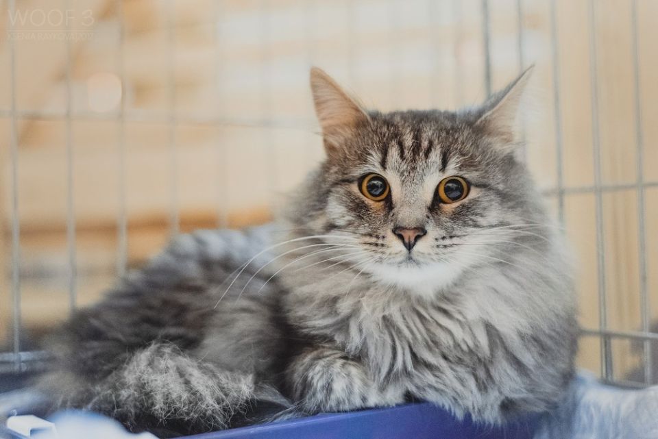 Фестиваль «Коты и тыквы»: осенний праздник для любителей пушистиков