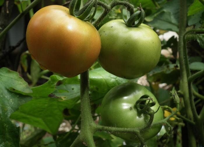 ��������� ����� ��� �������: ����� �� ������������ �������� ����?