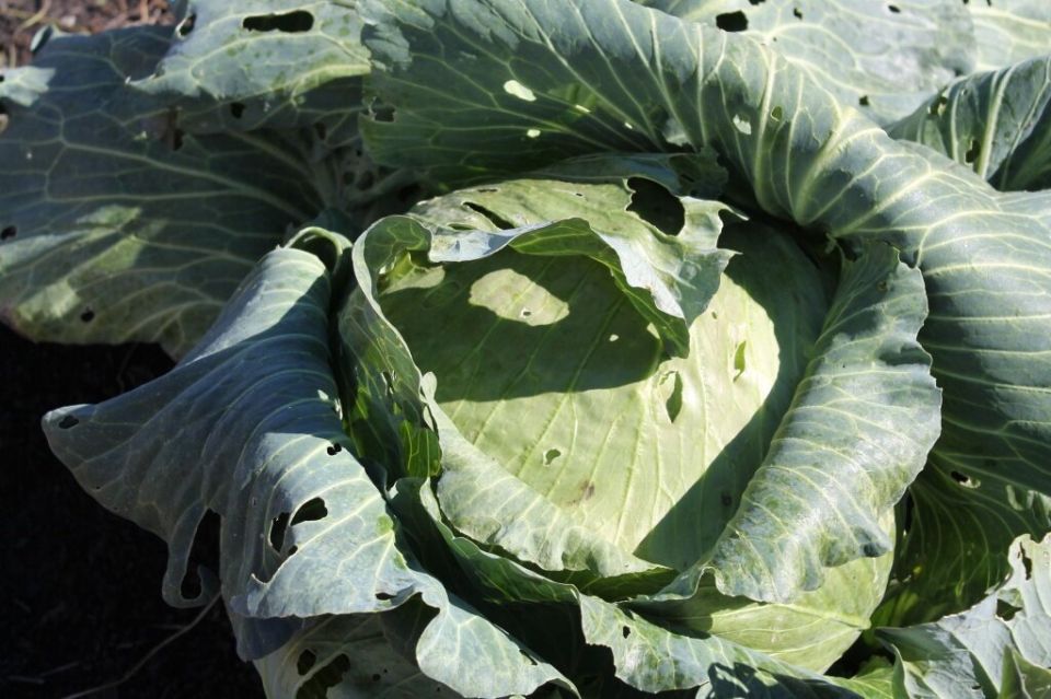 Капуста: ранняя и поздняя — секреты успеха в огороде