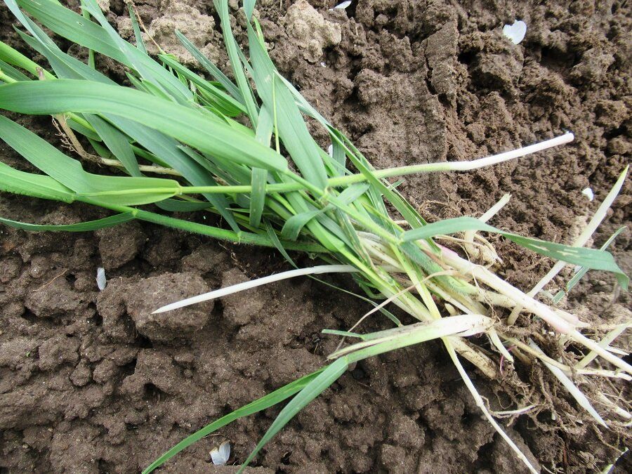 �����: ������� ����������� ������ � ����������� ������������