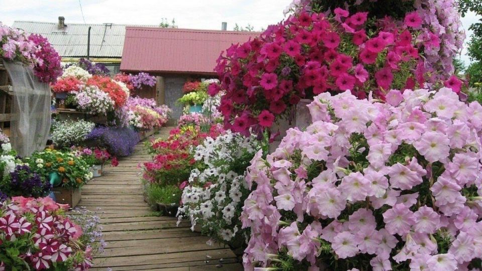 ������� ������� �������������: ��� ������� �������� ��� � �����