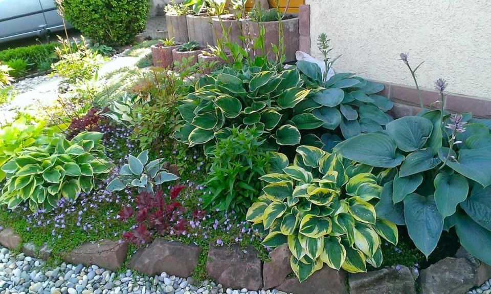 Весной заботимся о хостах: 7 шагов к роскошной листве