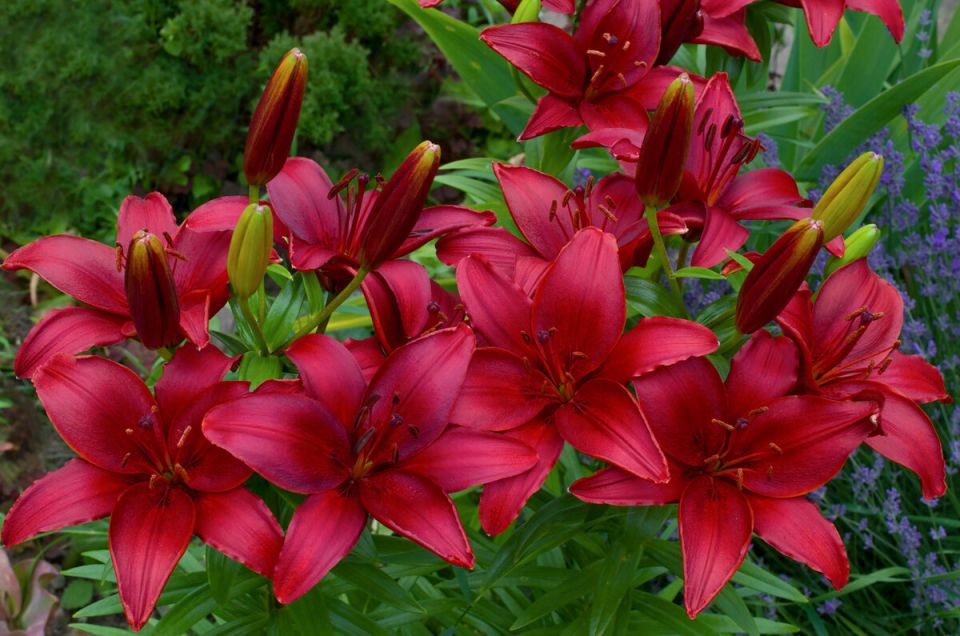 Сделайте свой сад огненно-красным: 12 многолетников с яркими цветами