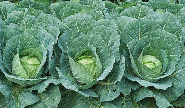 ��� ���������� ������� �� ����������