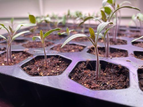 Освещение рассады: секреты успешного досвечивания для крепких растений