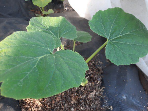 ��������� �����������: ��� �������� ������� ������ ����� �������