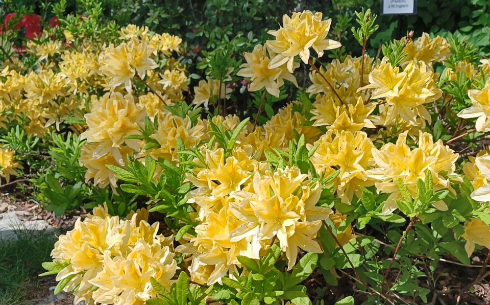 Зола: что нужно знать перед внесением в почву