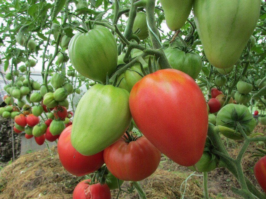 ����� ��������� ������ ������� ��� ������ �����