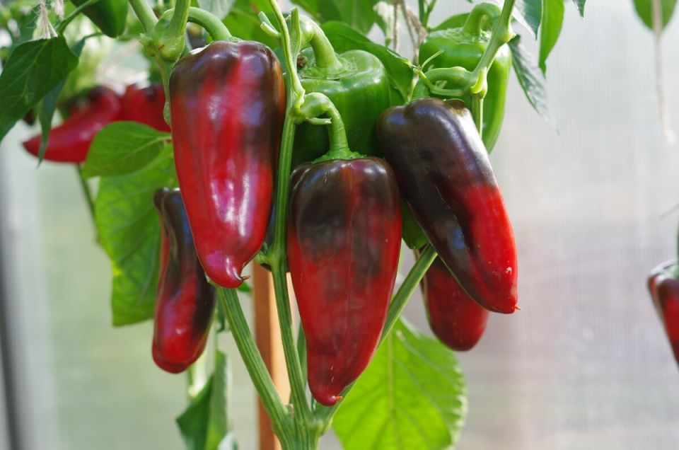 ������� ��������� ����������� �������� �����