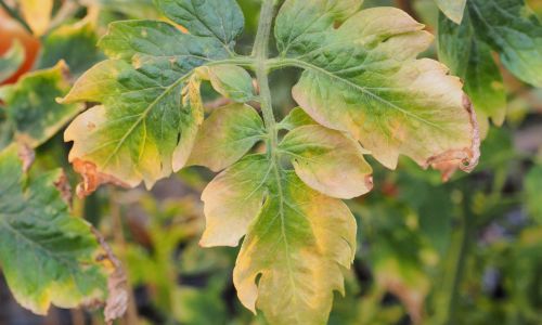 Калий для томатов: как сбалансировать количество и избежать проблем с урожаем