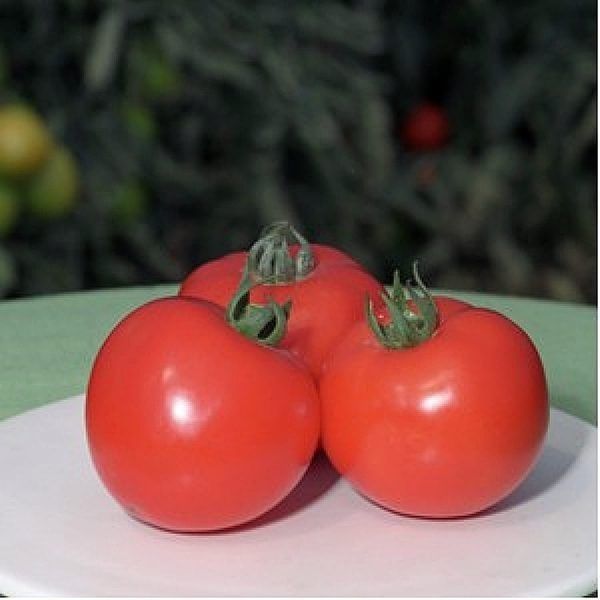 ����� �������: ��������� ����� ��� ������� ����������