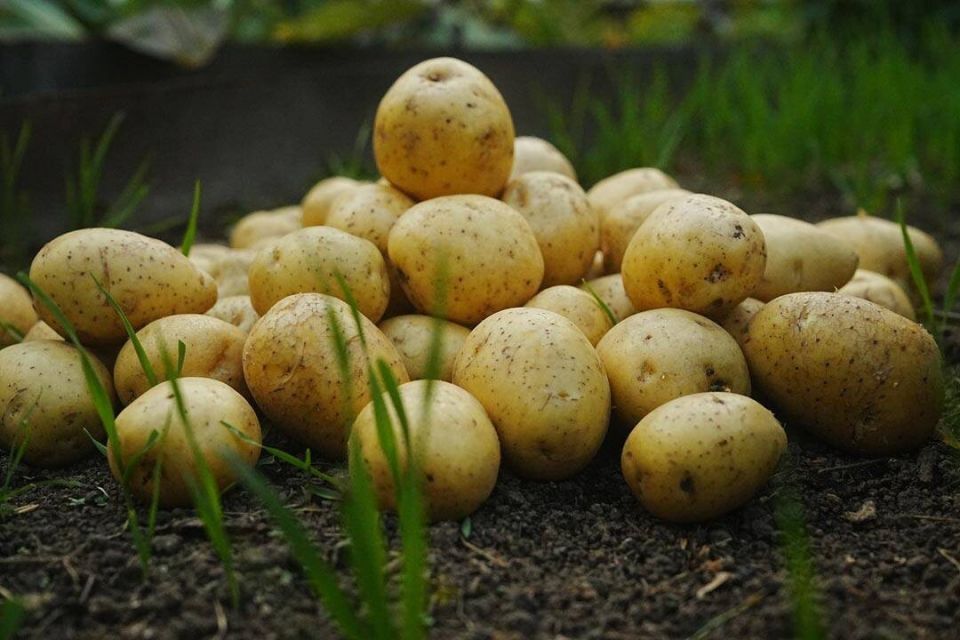 ��� �� ����� �������� � ��������: ������� � ���������� �����������