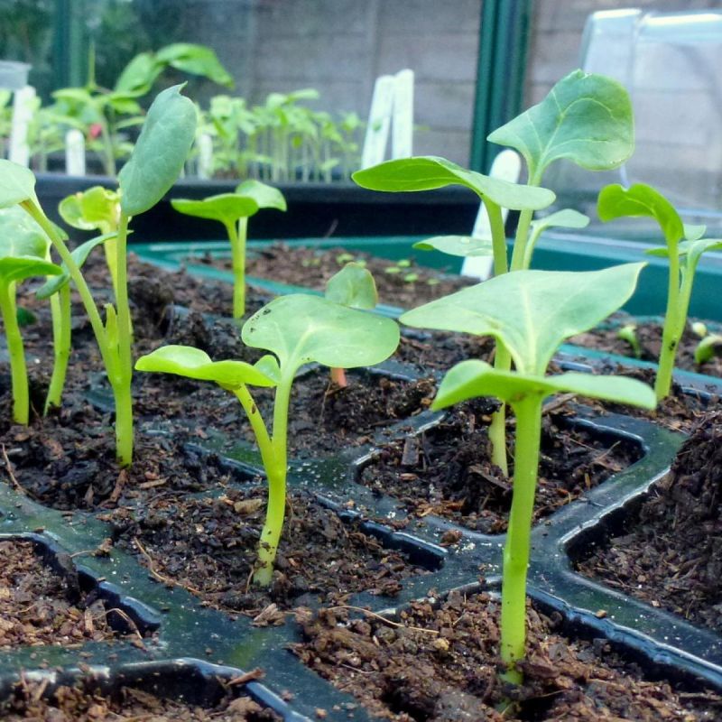 ��� �������� ������� �� ��������