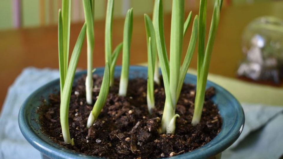 ��� ��������� ������ ������ �� �����������: ������� ������