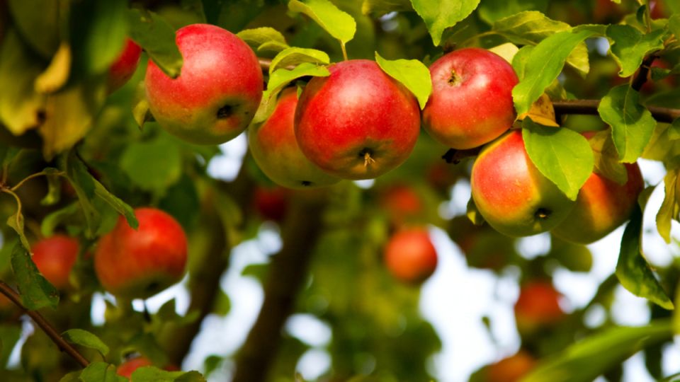 ��� ������� �������� ���������� ������: ������� �������� �������� ���������