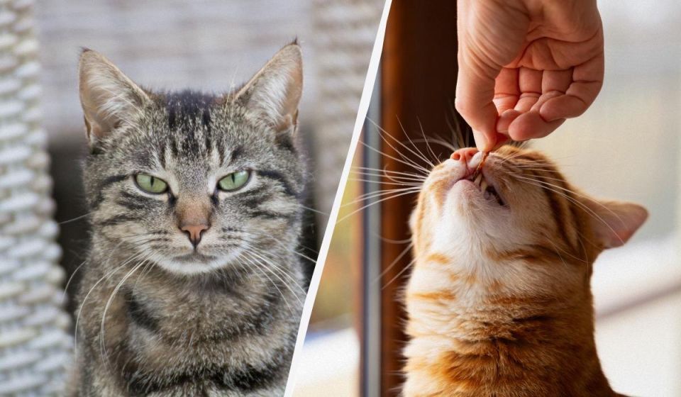 ��� ������� ���� �������� ����: �������� ������