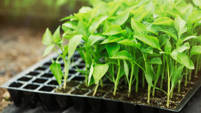 ��� �������� ������� �� �����������: ������ ��� ��������