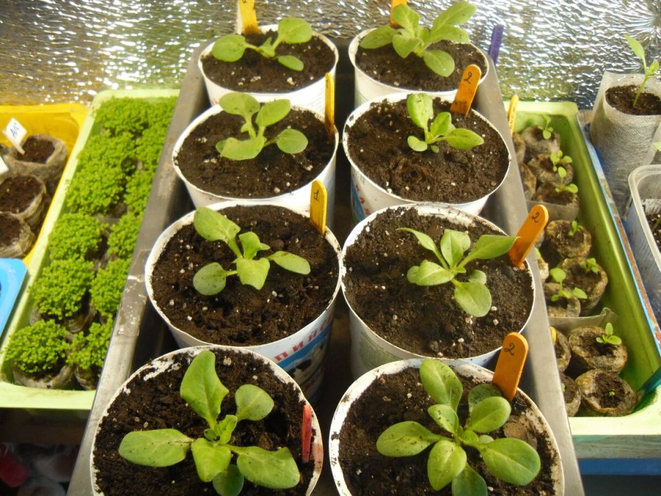 ����� ����� ��� �������: ��� ������� ������ ������ ������