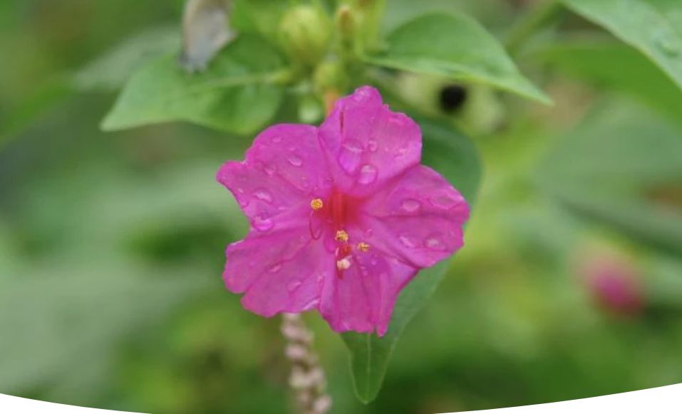 Как посадить и вырастить мирабилис: приручаем ночную красавицу