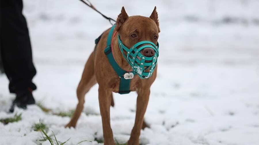 МВД получит новые полномочия для контроля за содержанием домашних животных