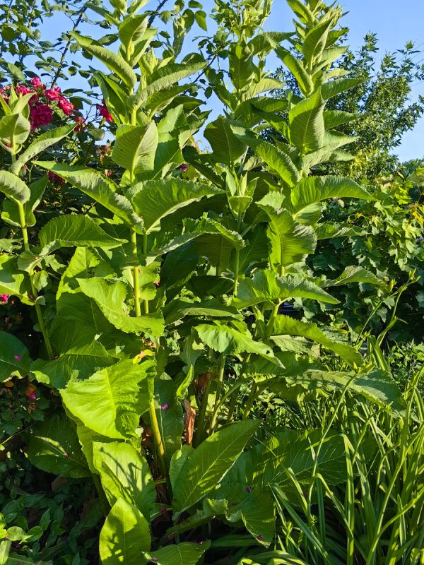 ��� �������� ������� � �������� ���������� ����� � ����� ��� ������