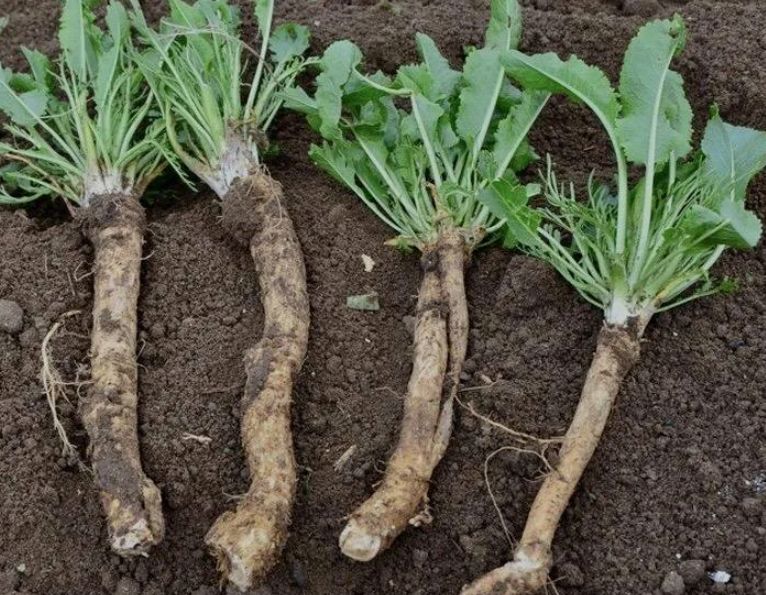 ��� �������� ������� ������ �� �������: �������, �� ��������� ������