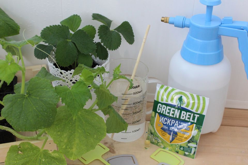 ����� ������� ��� ��������� ������� ������ ����� ����������