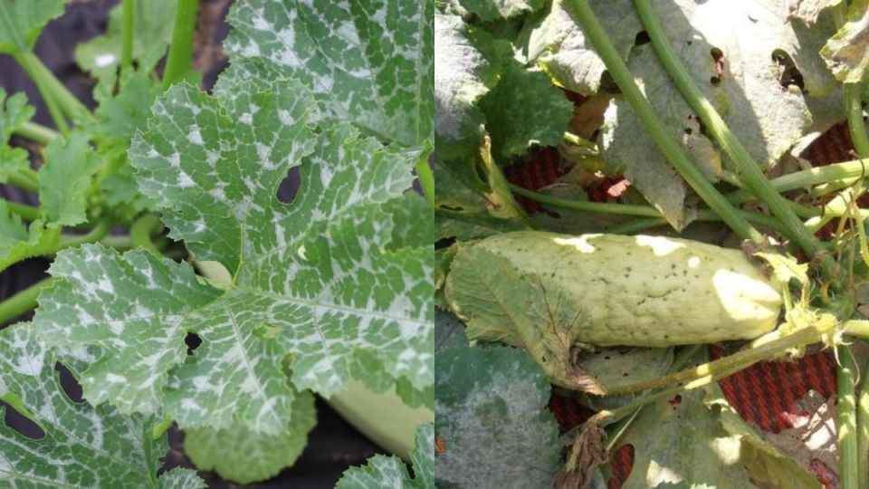 Урожай кабачков волной: как устранить 7 ошибок и стабилизировать плодоношение