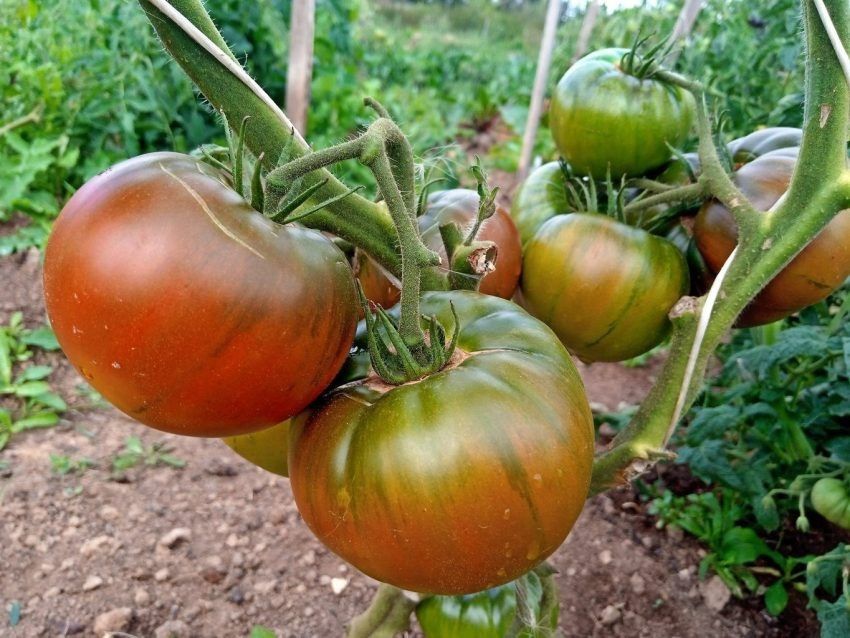 Томат Циндао: необычный цвет и мясистая сладость в теплице