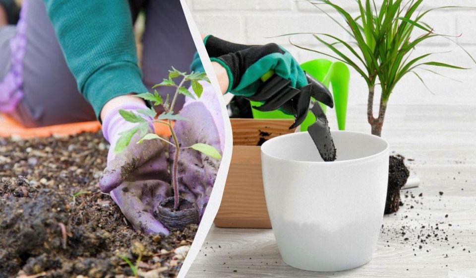 �������� ����������� �������� ���: ��� ����� ������ �� ������ ����