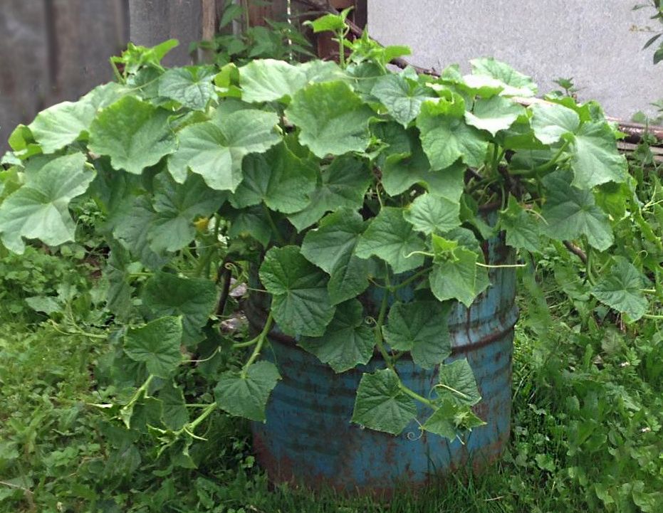 ��� ����������� ������� � ����� � ������� ������ ������������ ������������ �����