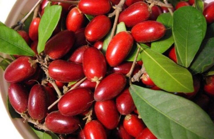 Растительные модификаторы вкуса: как работают и где встречаются