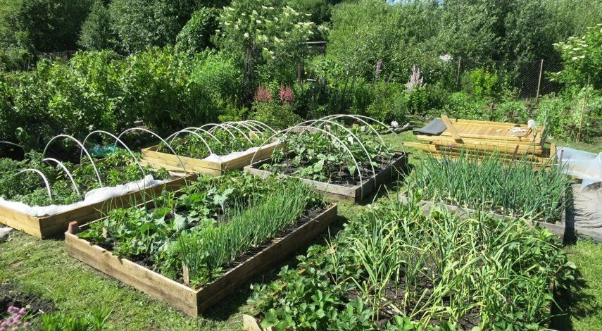 Нежелательные всходы на участке могут повлечь штраф до 300 тысяч рублей