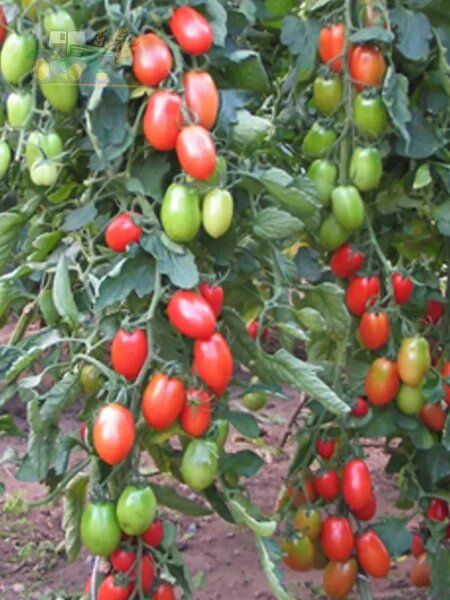 ����� �������: ��������� ������� ��� ������� � ��������� ������