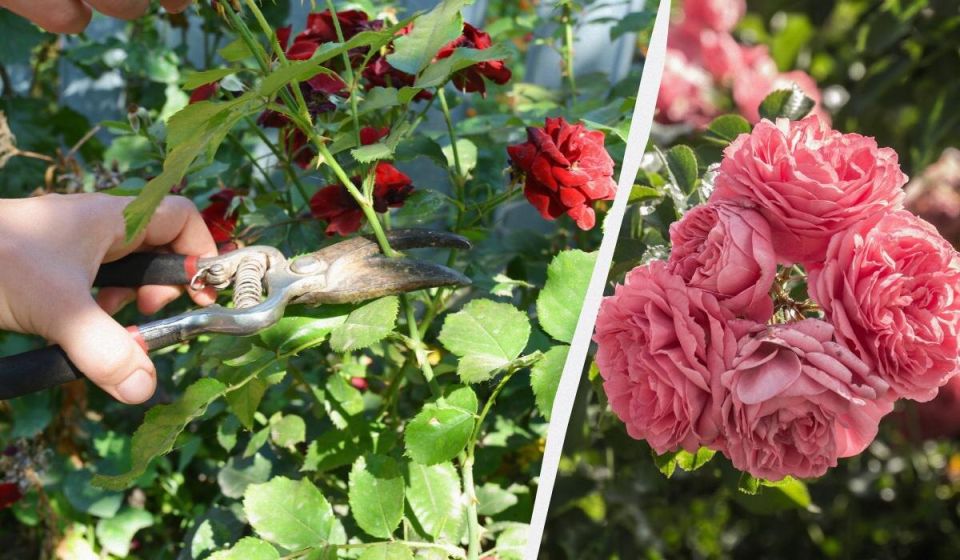 Розы цветут дольше: простые способы продлить цветение и уход за кустами
