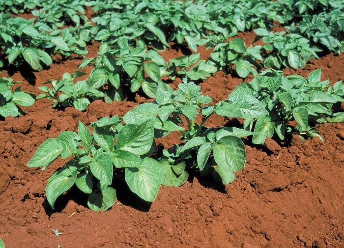 Спокойное объяснение окучивания картофеля в жару и в обычный день