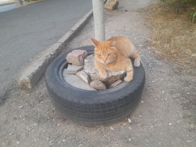 И только махачкалинским котам нет никакого дела до отсутствия интернета