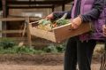 Как продлить урожай огурцов до глубокой осени: секреты дачников