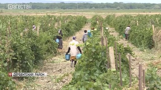 В Дагестане собирают виноград