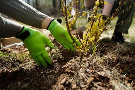 Секрет урожайного огорода: используй аспаркам для повышения плодородия
