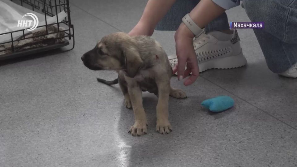 Кто стреляет в бездомных животных?