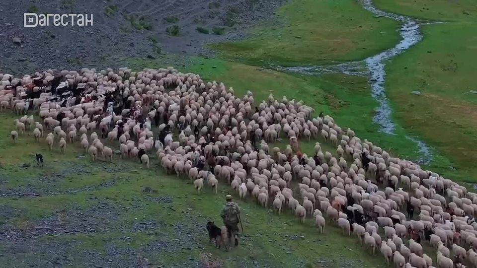 Чуть раньше намеченного срока в этом году начали перегон мелкого рогатого скота с летних пастбищ на равнину