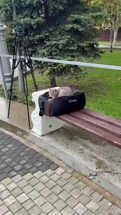 Пока съемочная бригада на форуме - котик любезно сторожит сумочку