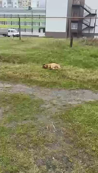 В Махачкале с 29 сентября по 3 октября отловлено 172 бездомные собаки