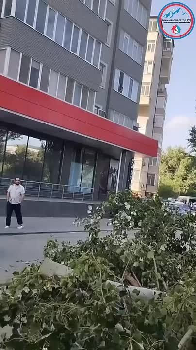 Линии электроснабжения и водоснабжения оказались повреждены на территории Вузовского озера в Махачкале в результате падения крупного дерева