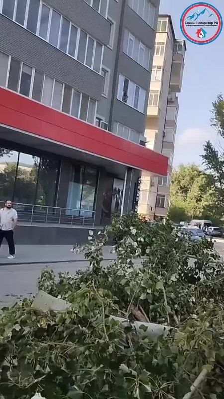 Упавшее крупное дерево повредило линии электроснабжения и водоснабжения на территории Вузовского озера в Махачкале