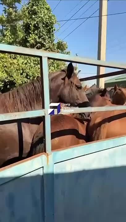 Сегодня на проспекте Акушинского были отловлены безнадзорные лошади