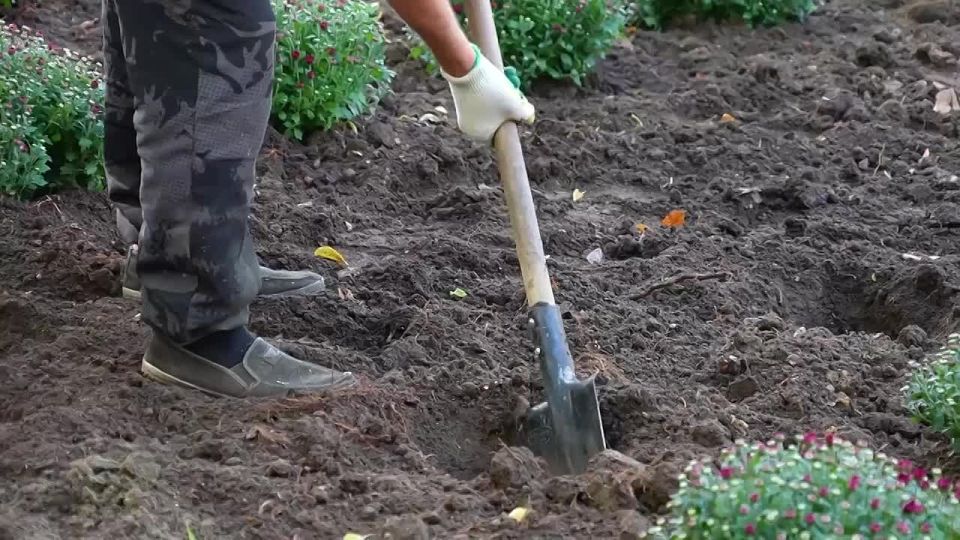 Продолжаются работы по озеленению городских клумб
