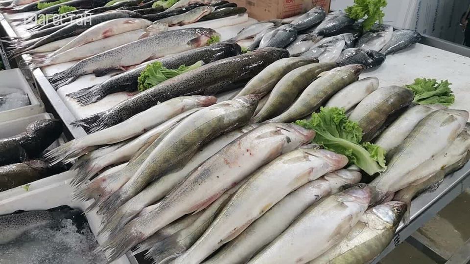 Африканский сом, сазан, судак, а также другие щедрые дары моря представят на фестивале «Каспийская рыба»