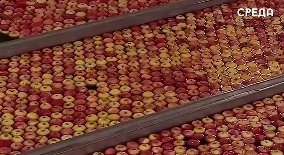 Россельхознадзор проверил качество сельхозпродукции Дагестана для федеральных торговых сетей